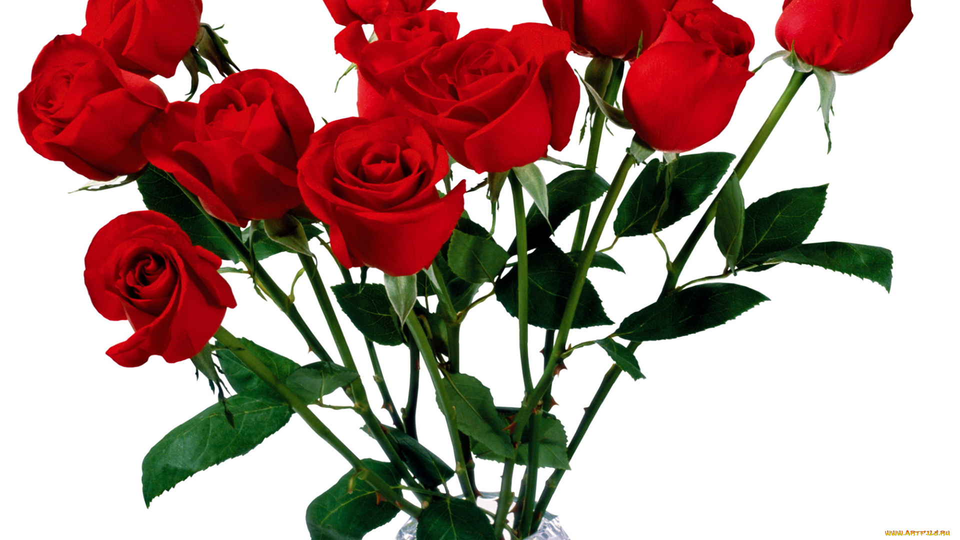 цветы, розы, много, красные