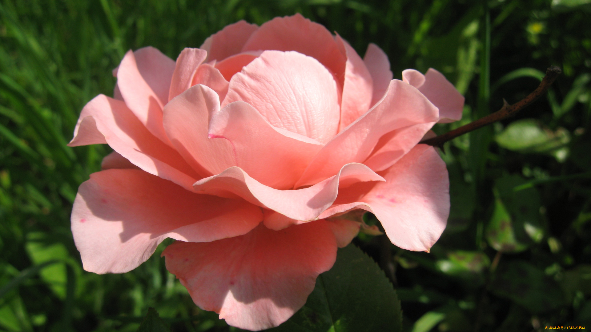 цветы, розы, pink, rose