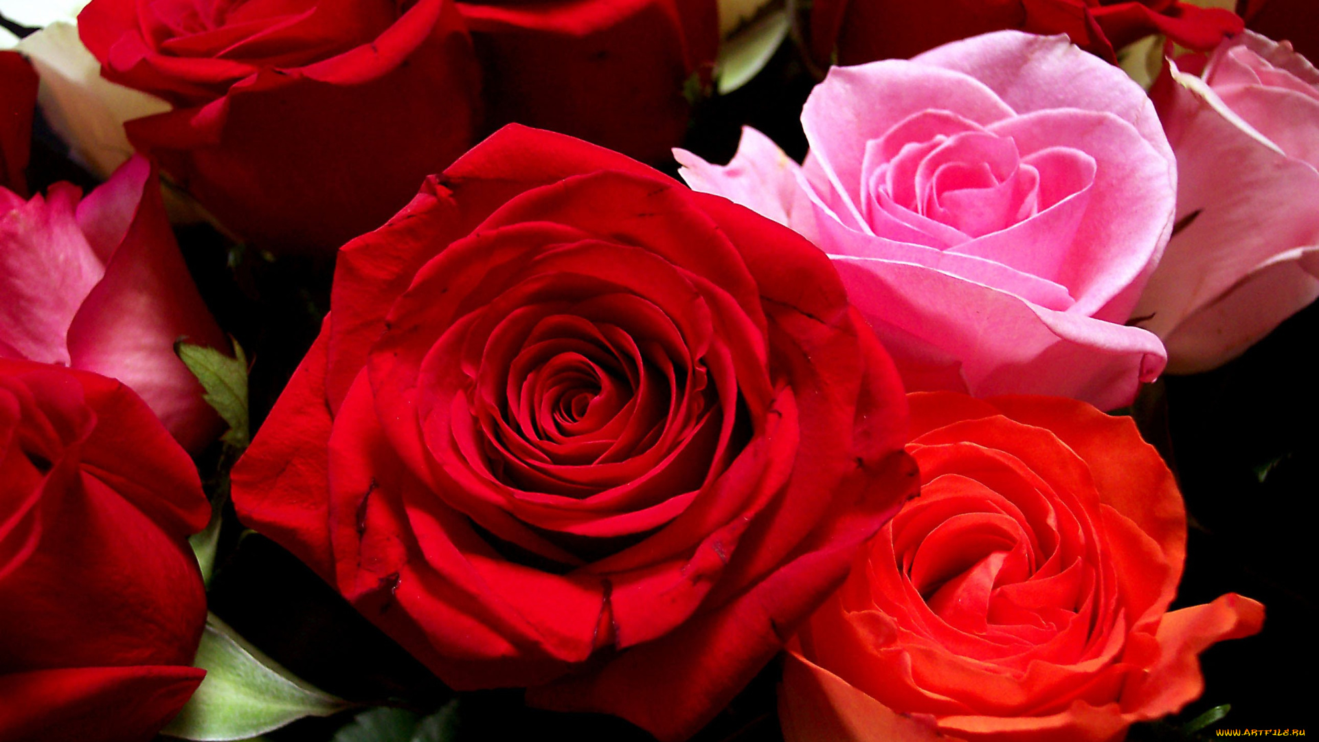 цветы, розы, rose