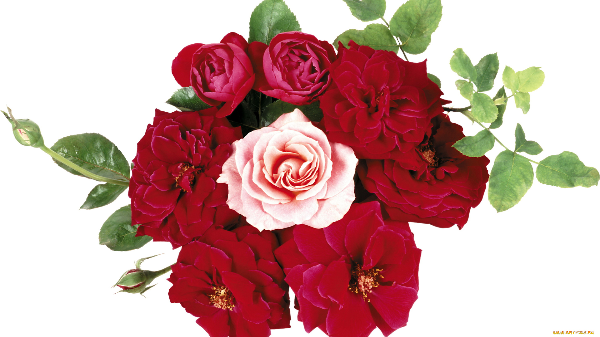 цветы, розы, зеленый, розовый, красный