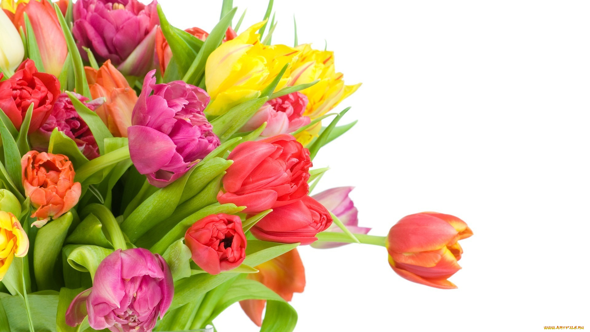 цветы, тюльпаны, разные, букет, белый, фон