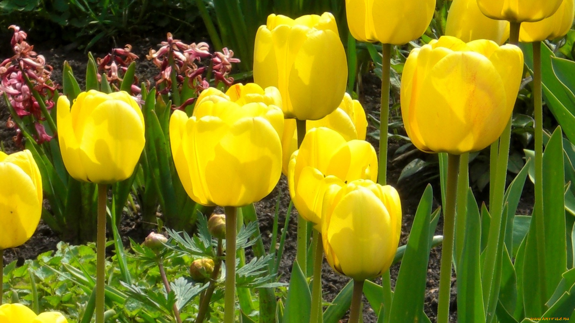 цветы, тюльпаны, желтые
