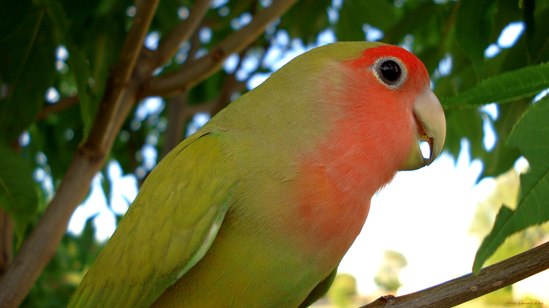 розовощёкий, неразлучник, животные, попугаи