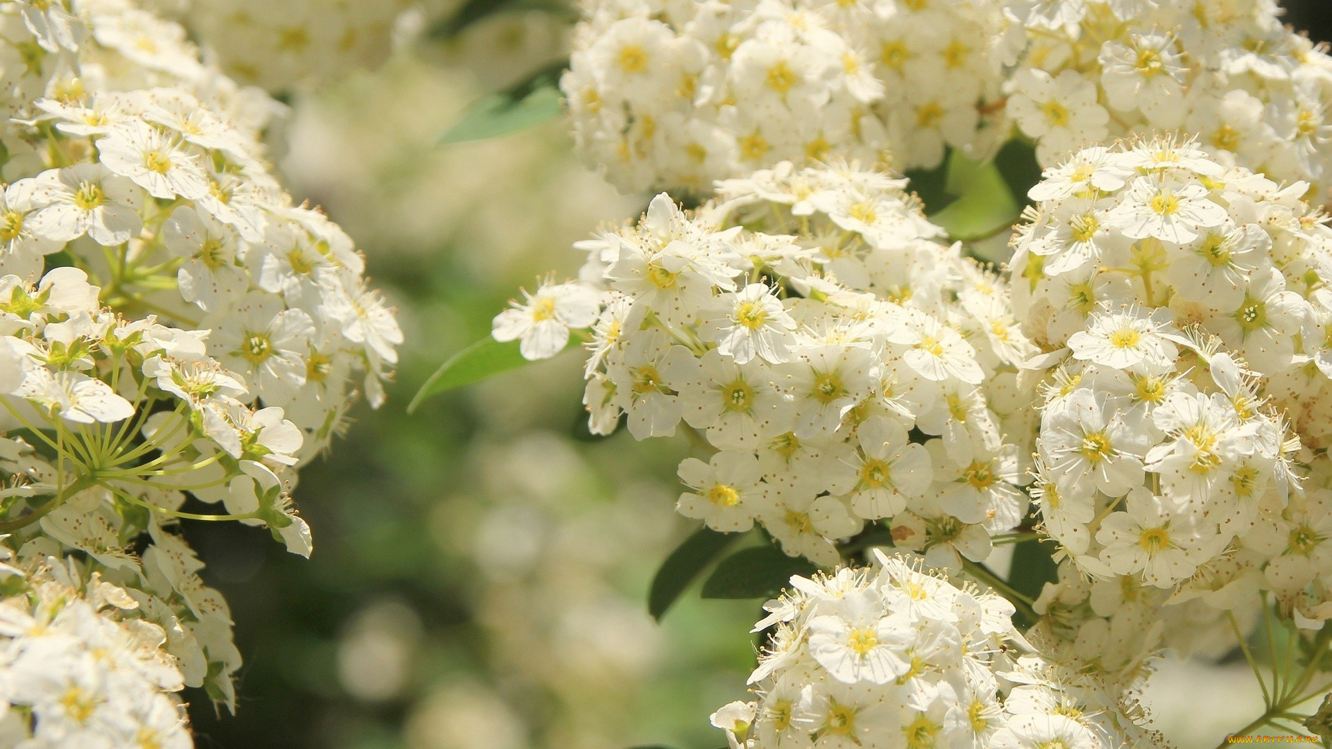 таволга, цветы, цветущие, деревья, кустарники, белый