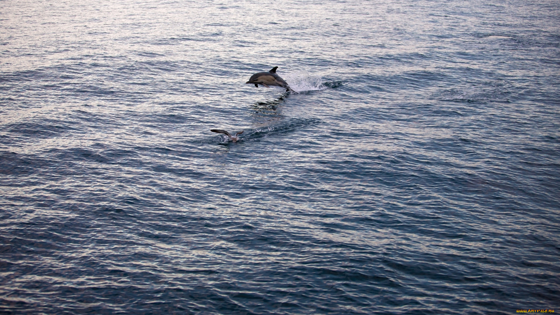 животные, дельфины, гладь, дельфин, чайка, водная, море