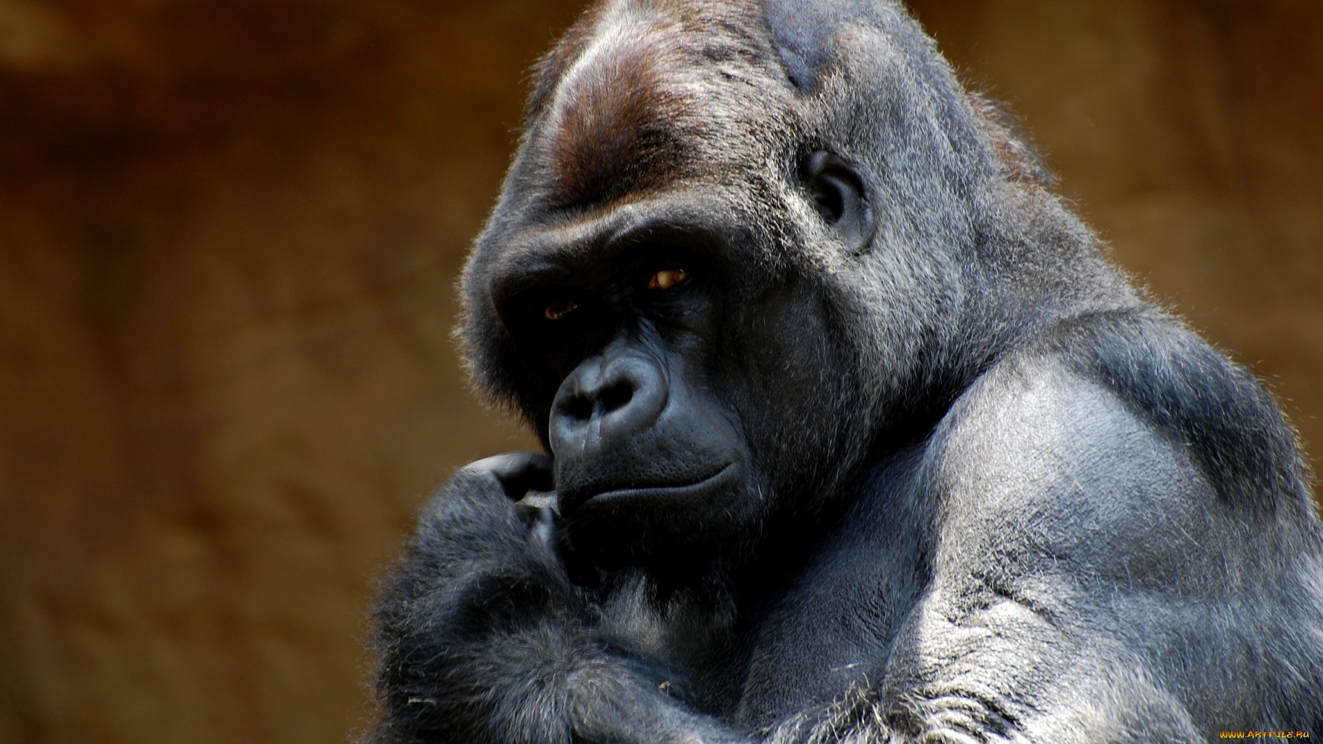 животные, обезьяны, горилла, взгляд