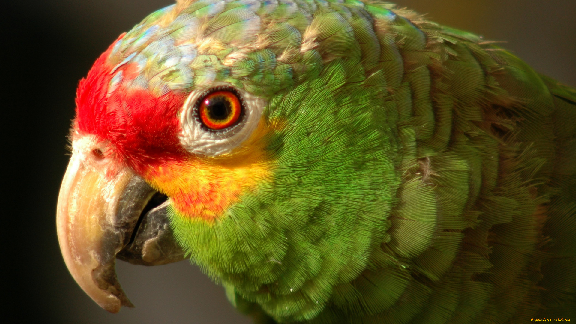 животные, попугаи, амазон
