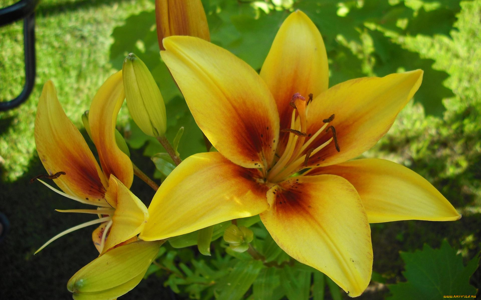 цветы, лилии, лилейники, желтый