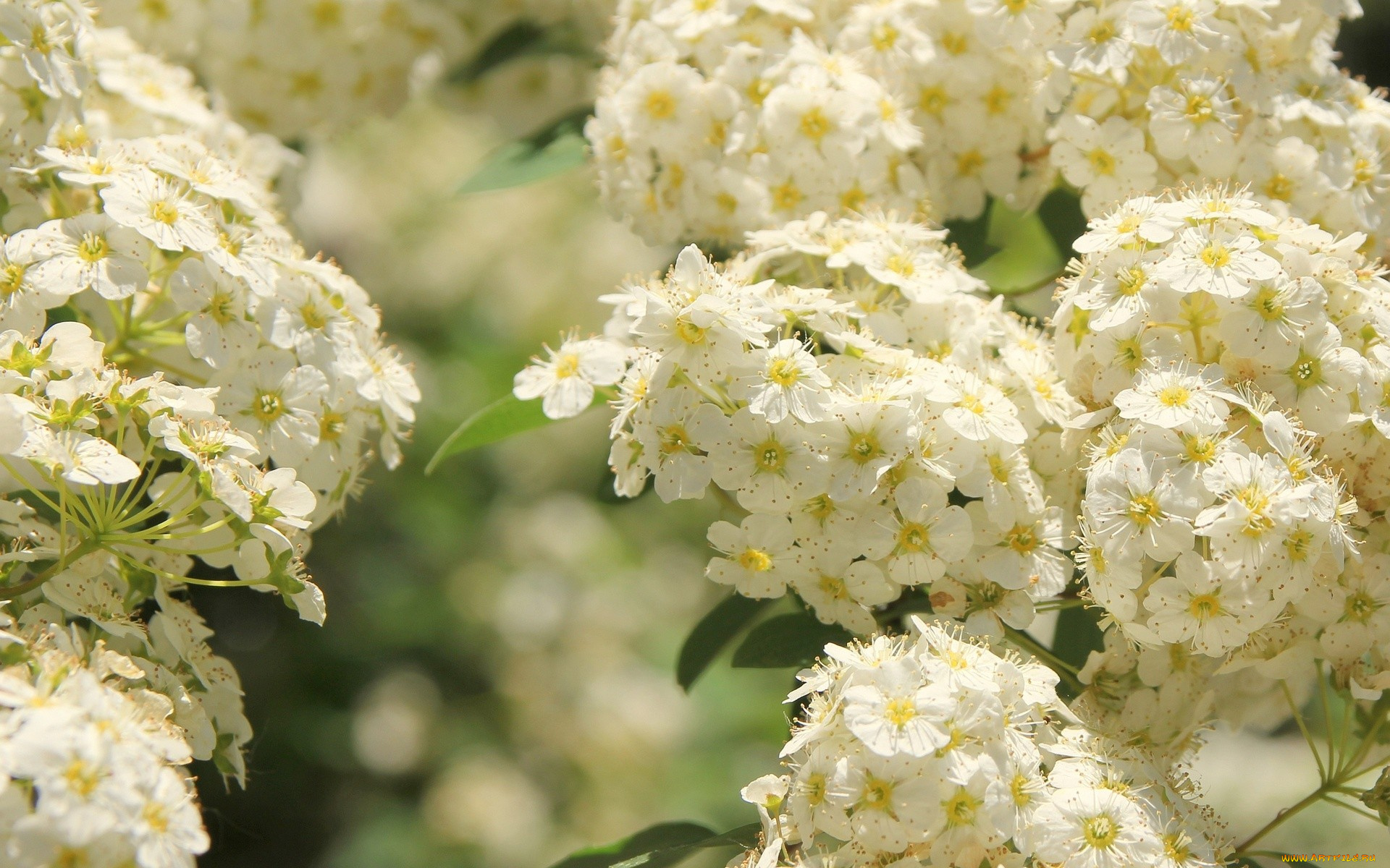 таволга, цветы, цветущие, деревья, кустарники, белый
