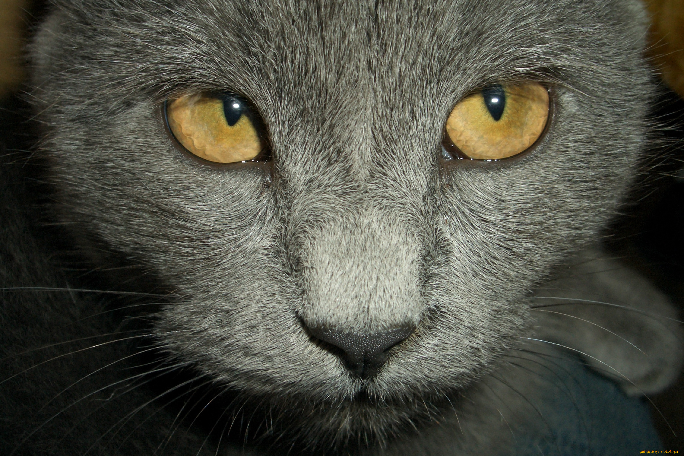 животные, коты, глаза