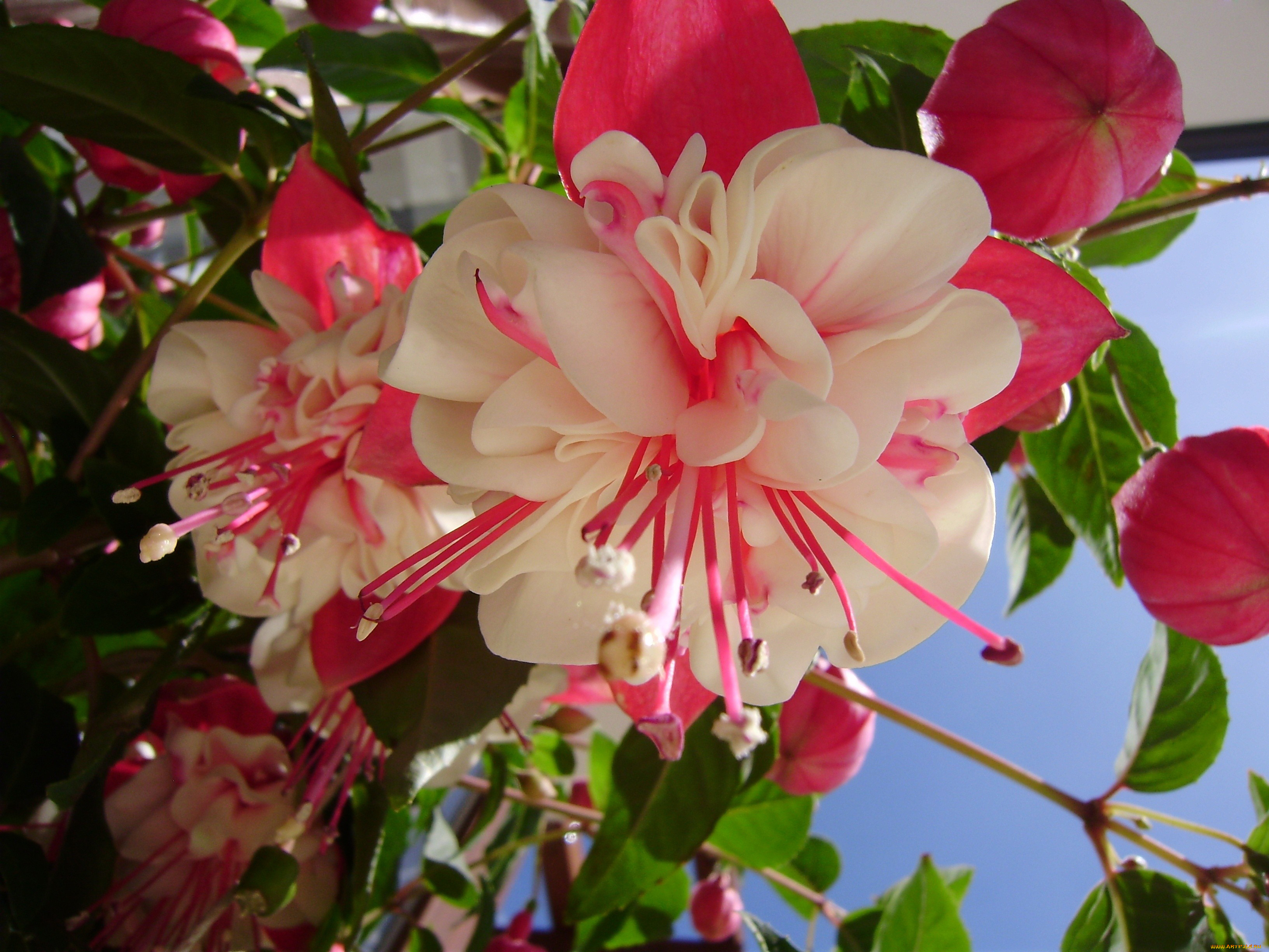 цветы, фуксия, бело-розовый