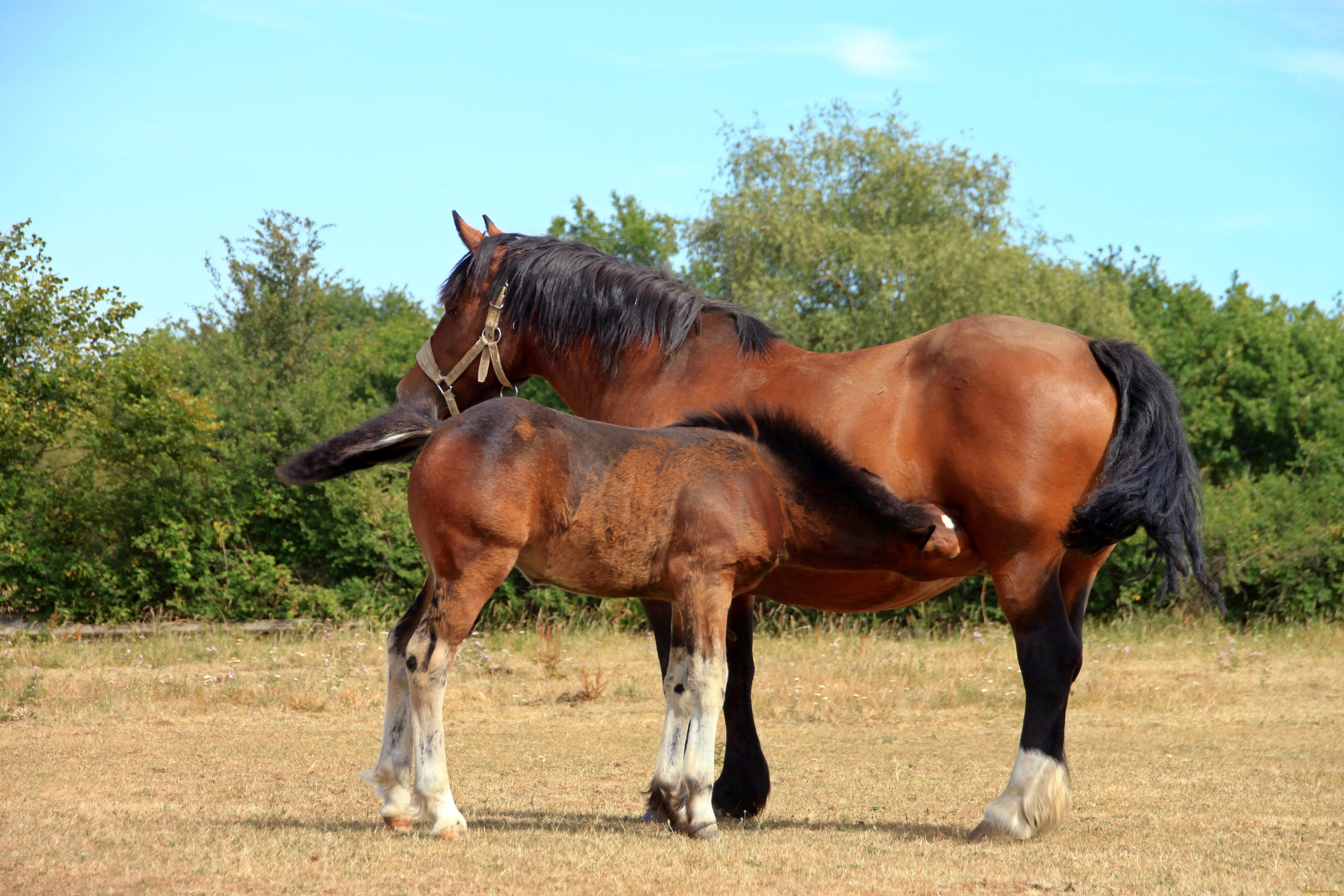 животные, лошади, жеребёнок, кобыла