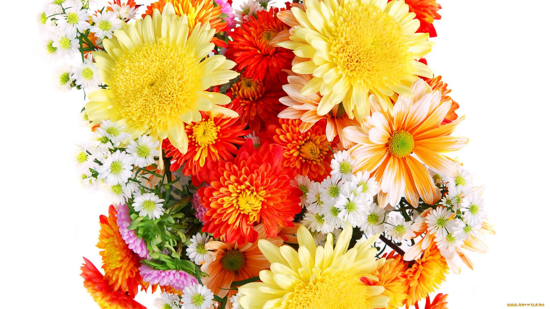 цветы, хризантемы, астры