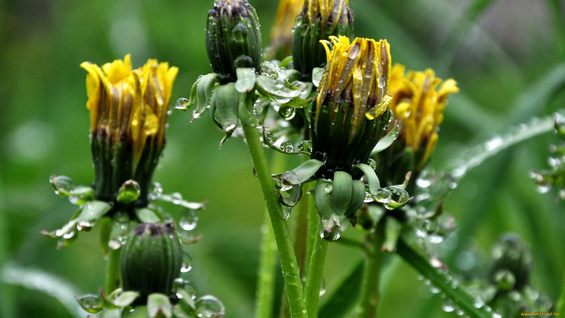 цветы, одуванчики, капли, вода, бутоны