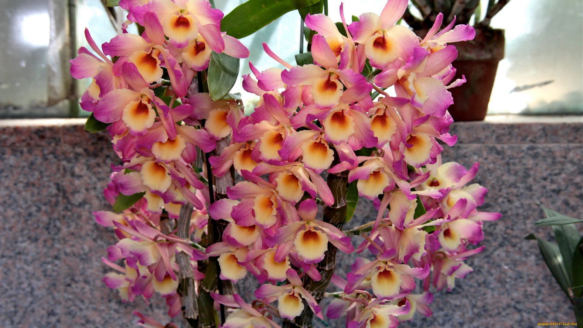 цветы, орхидеи