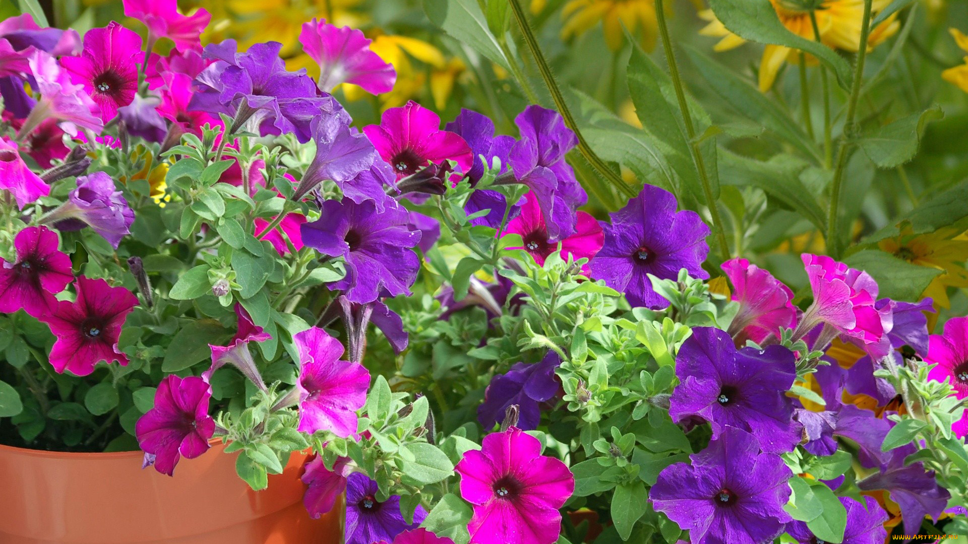 цветы, петунии, калибрахоа, розовый, сиреневый