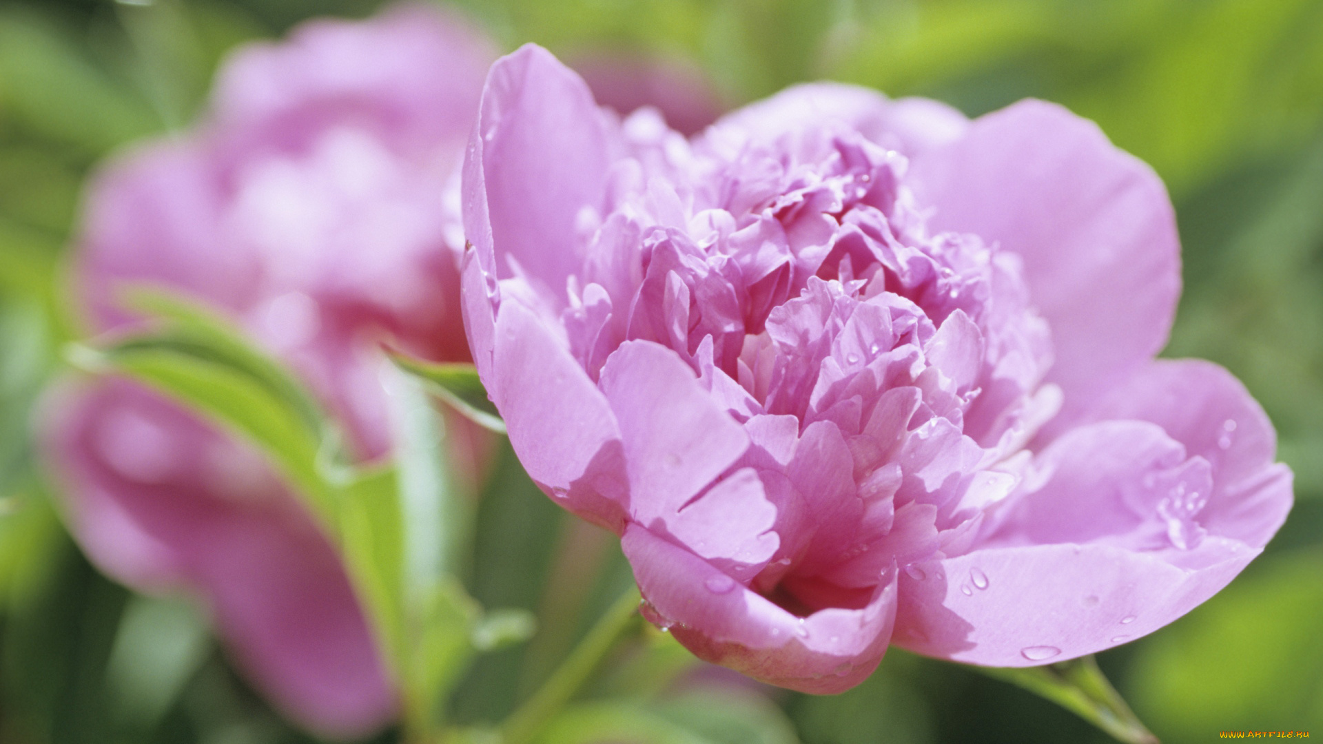 цветы, пионы, розовый