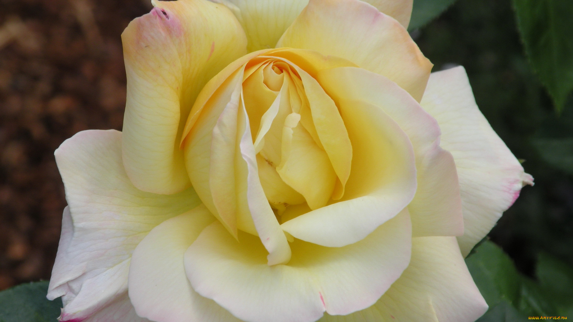 цветы, розы, роза