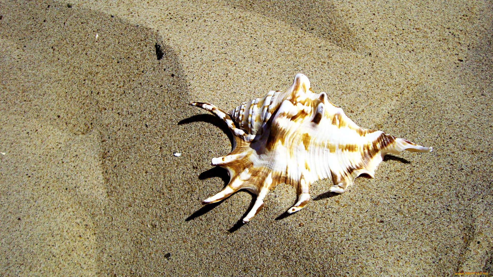 разное, ракушки, кораллы, декоративные, spa, камни, песок, ракушка