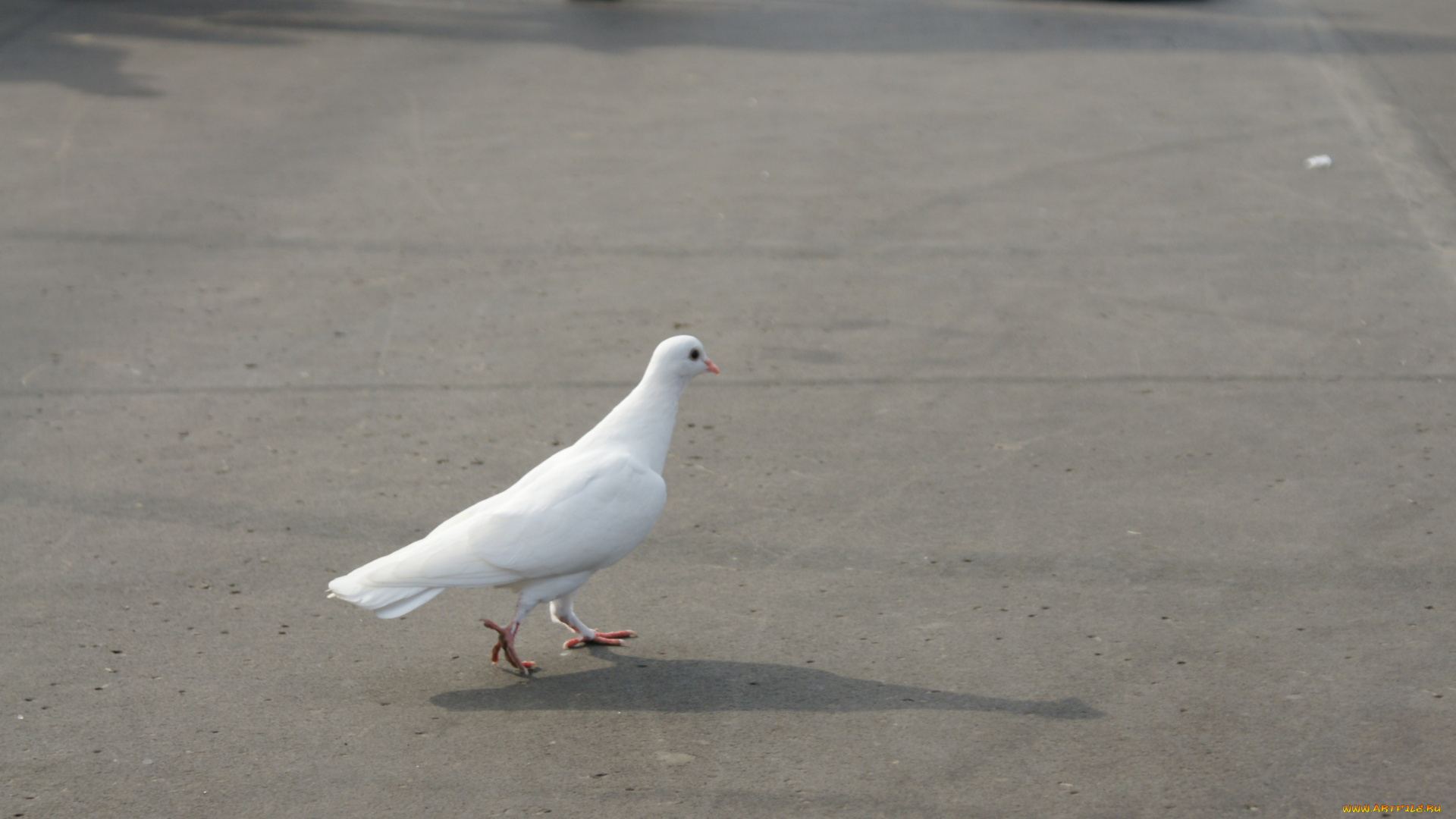 животные, голуби, голубь, белый