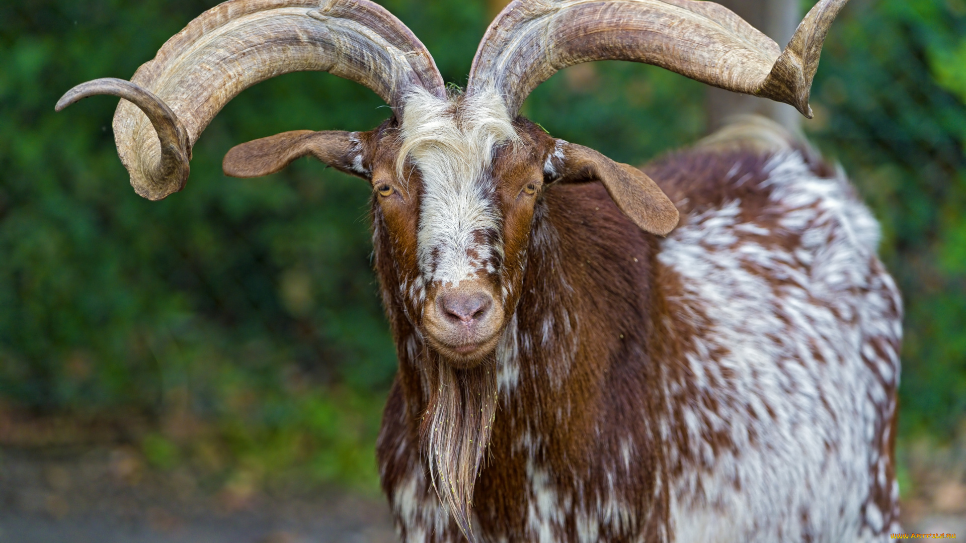 животные, козы, рога, борода