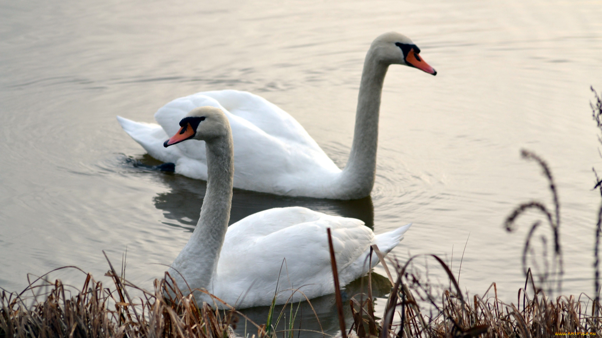 животные, лебеди, пруд, пара