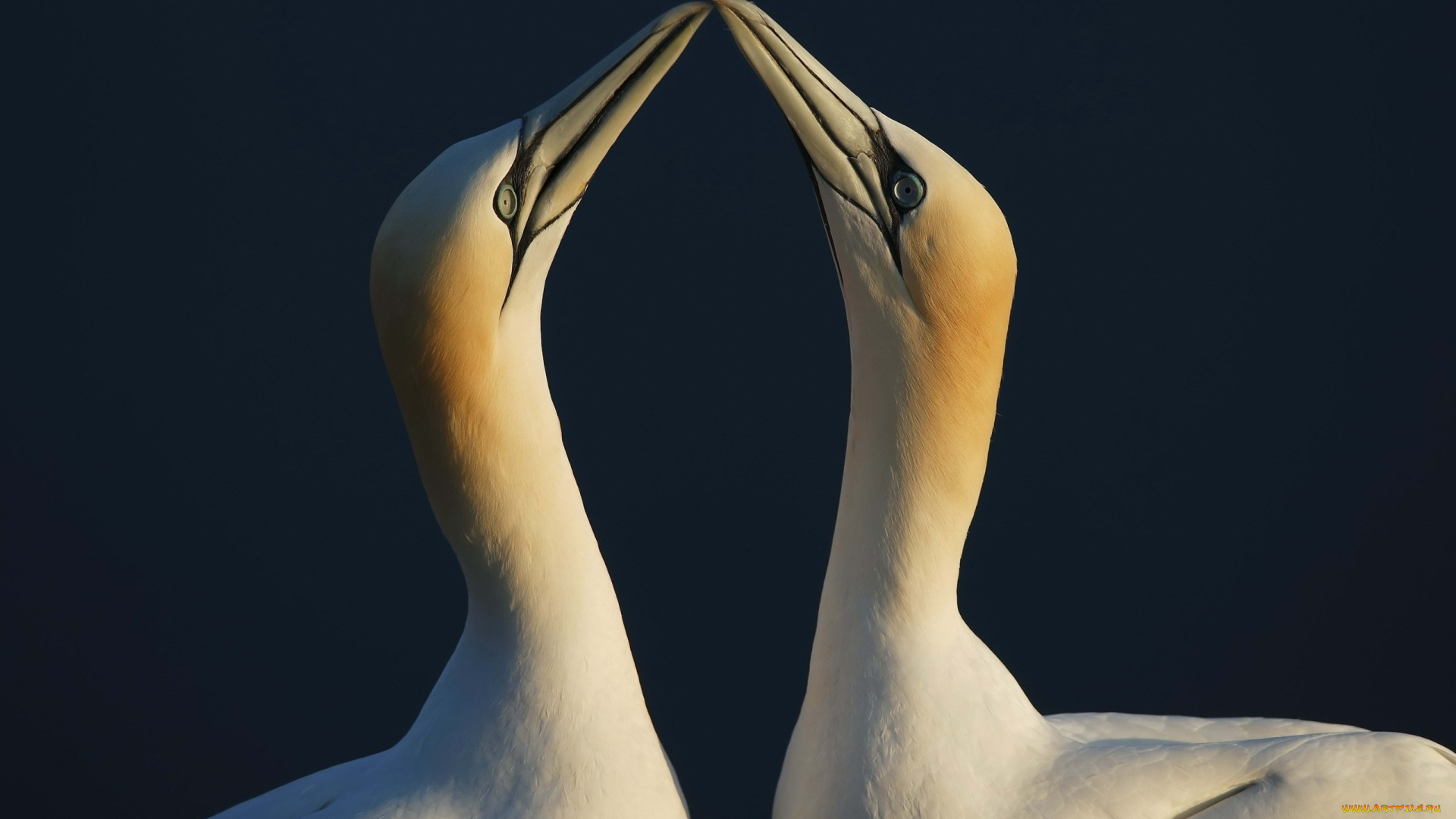 животные, олуши, птицы, пара, клювы