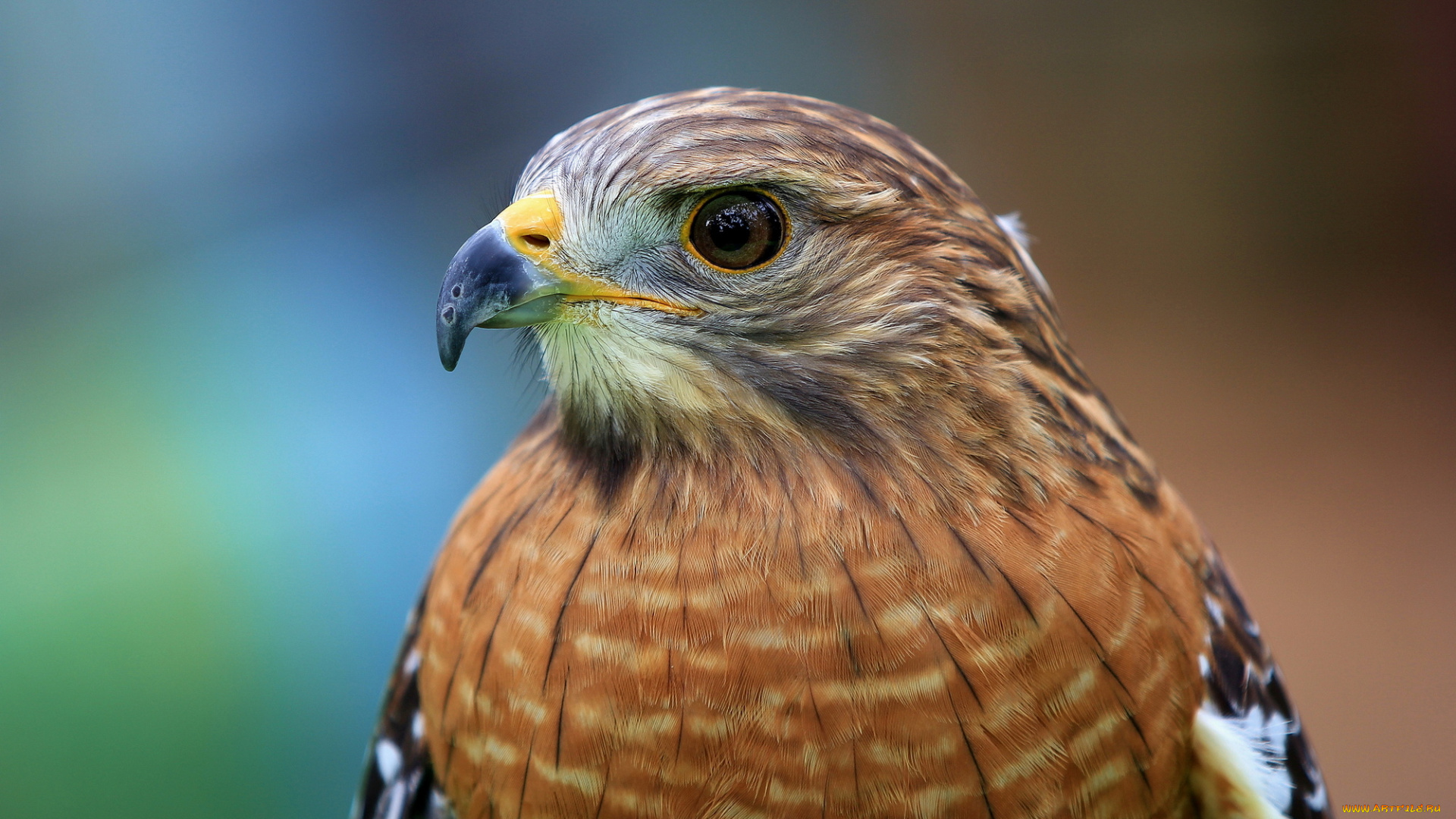 животные, птицы, хищники, red-shouldered, hawk, голова, птица, ястреб