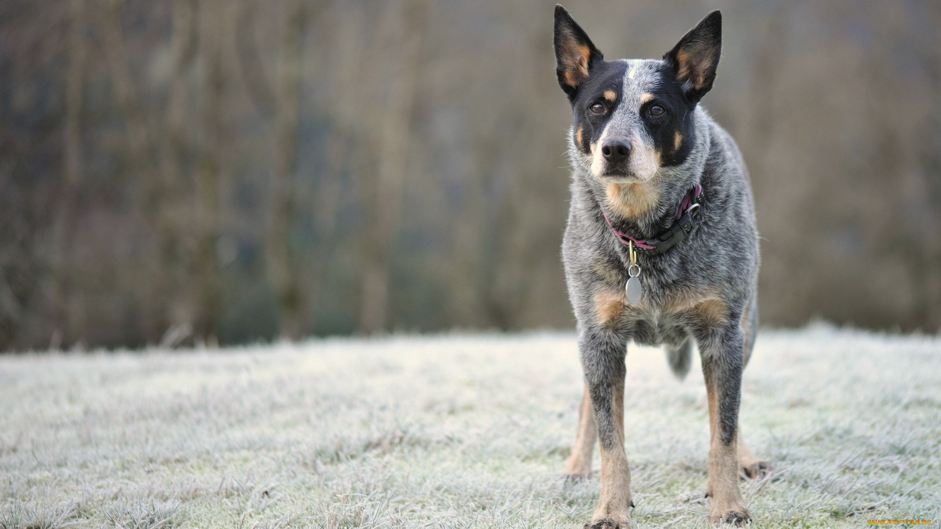 животные, собаки, australian, cattle, dog, взгляд, собака