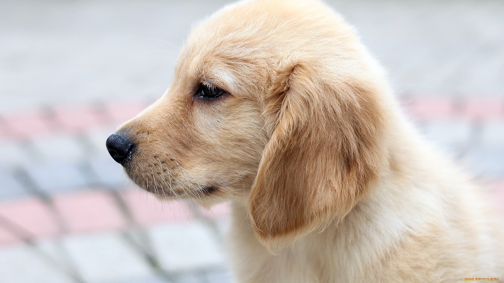 животные, собаки, щенок, собака