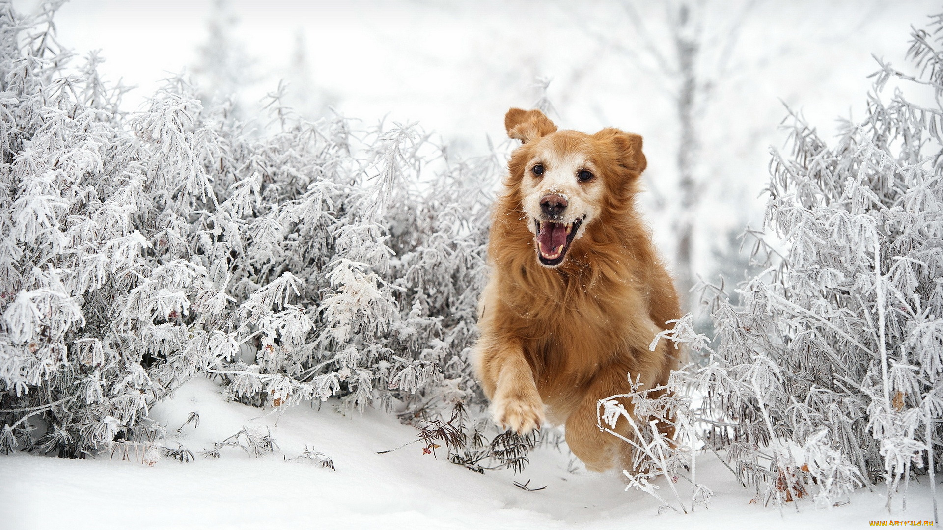 животные, собаки, собака, кусты, зима