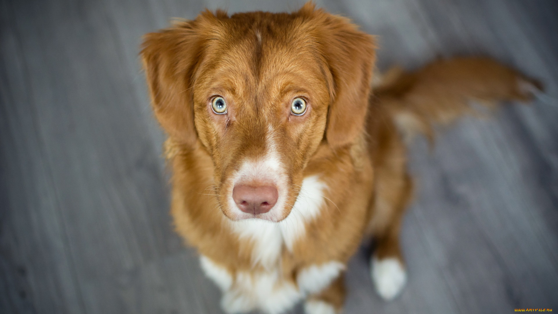 животные, собаки, собака, взгляд, друг