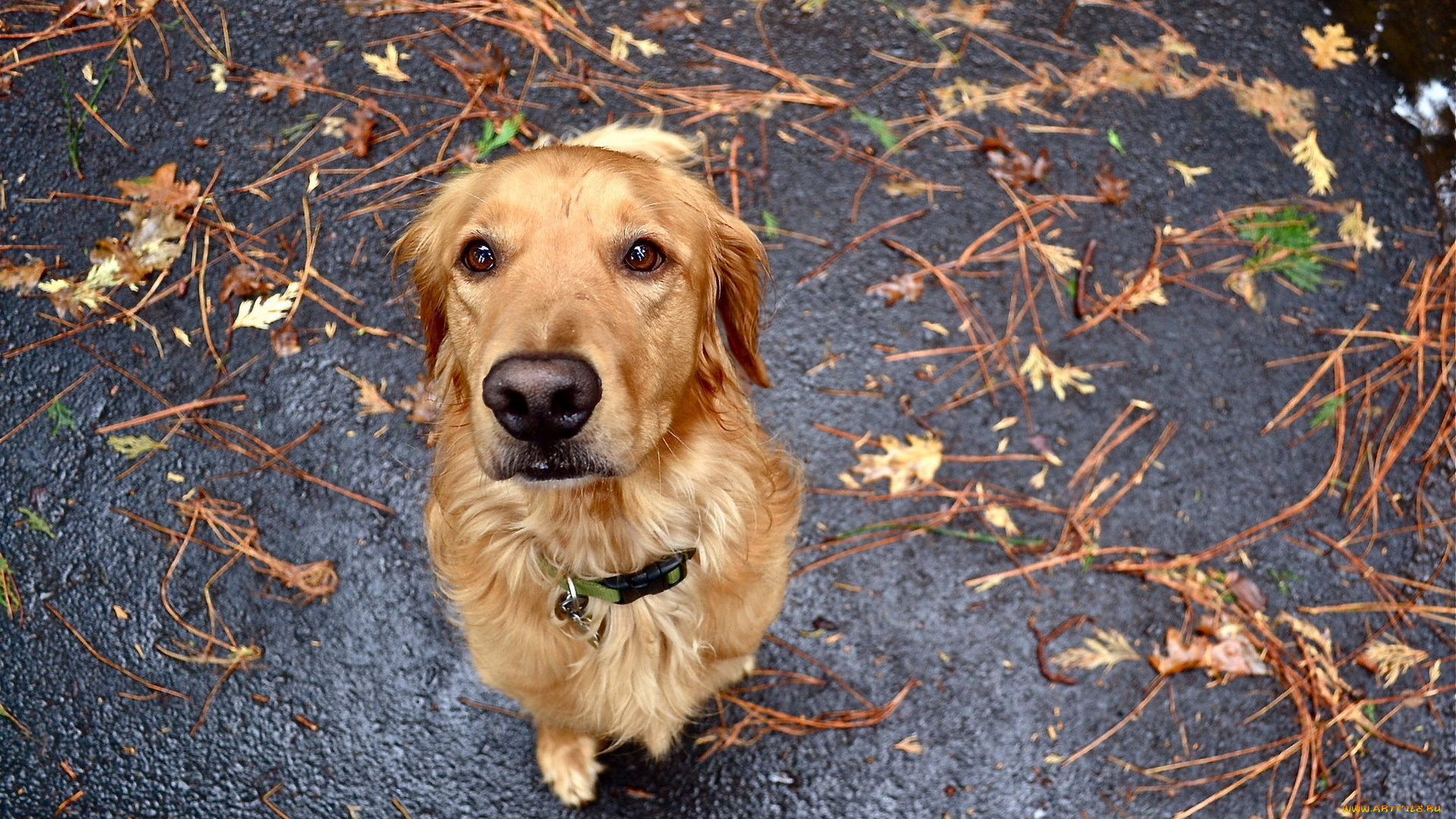 животные, собаки, взгляд, преданность, собака