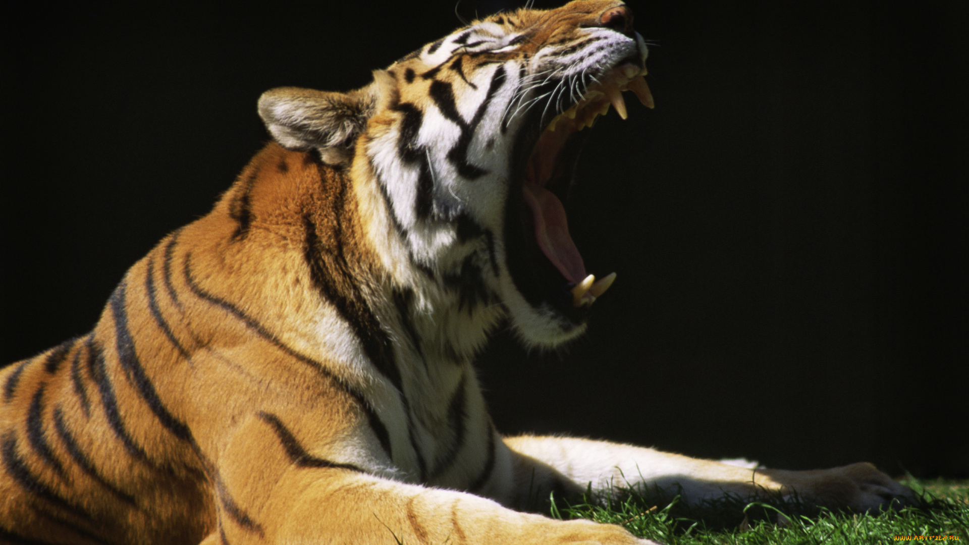 животные, тигры, пасть, зевает, тигр