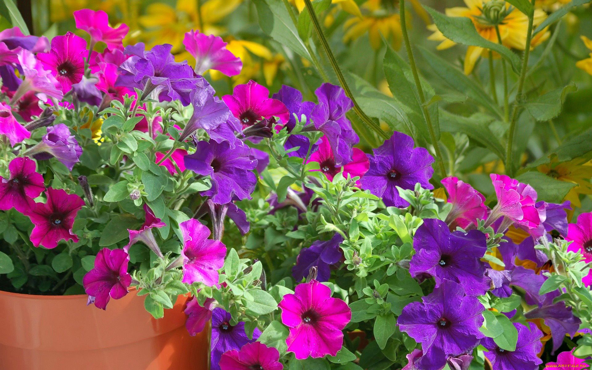 цветы, петунии, калибрахоа, розовый, сиреневый