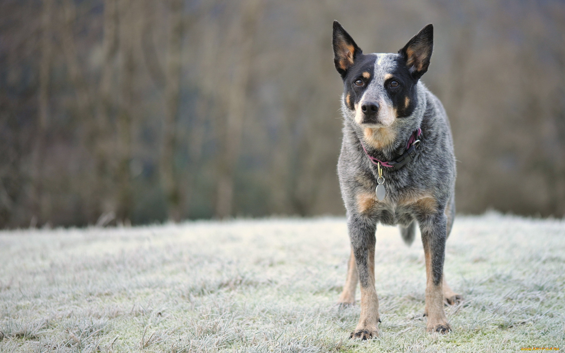 животные, собаки, australian, cattle, dog, взгляд, собака