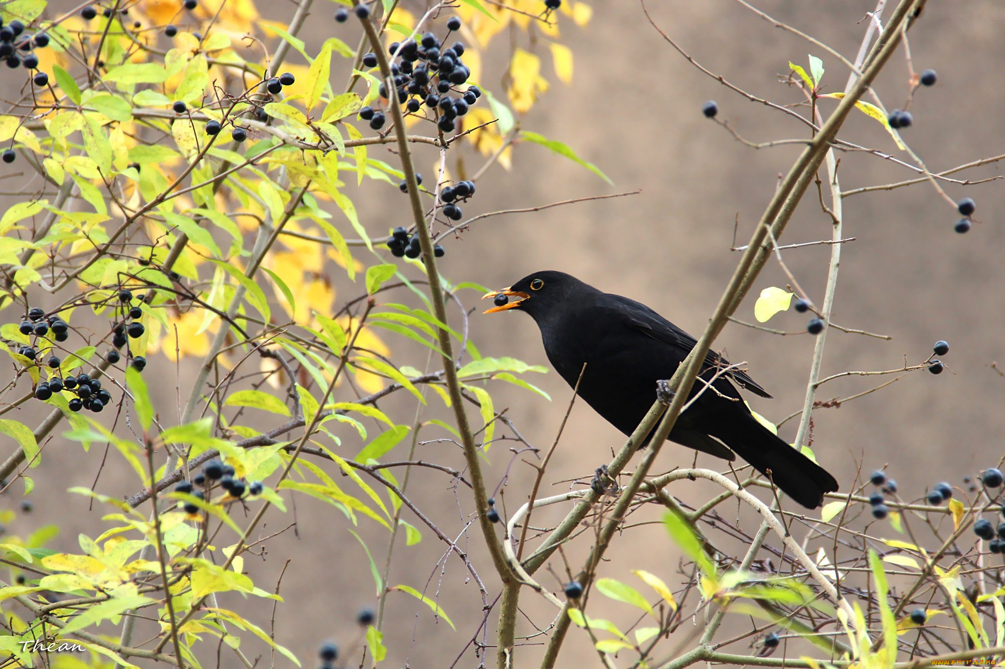 животные, птицы, ягоды, ветки, птица