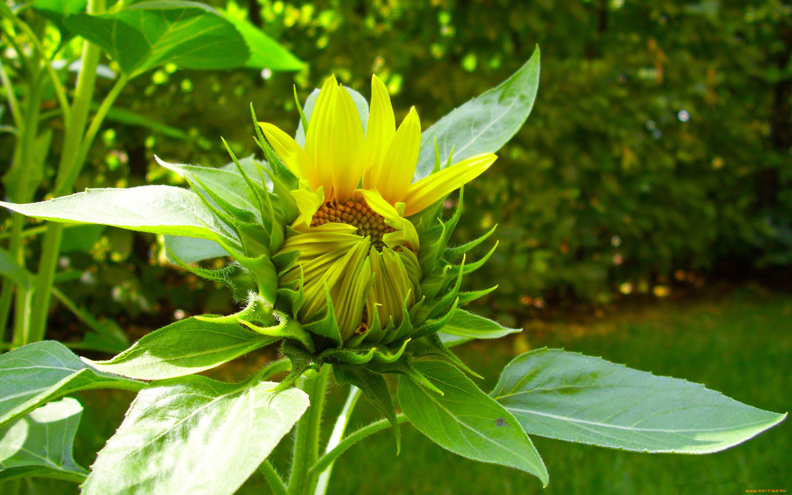 цветы, подсолнухи, бутон