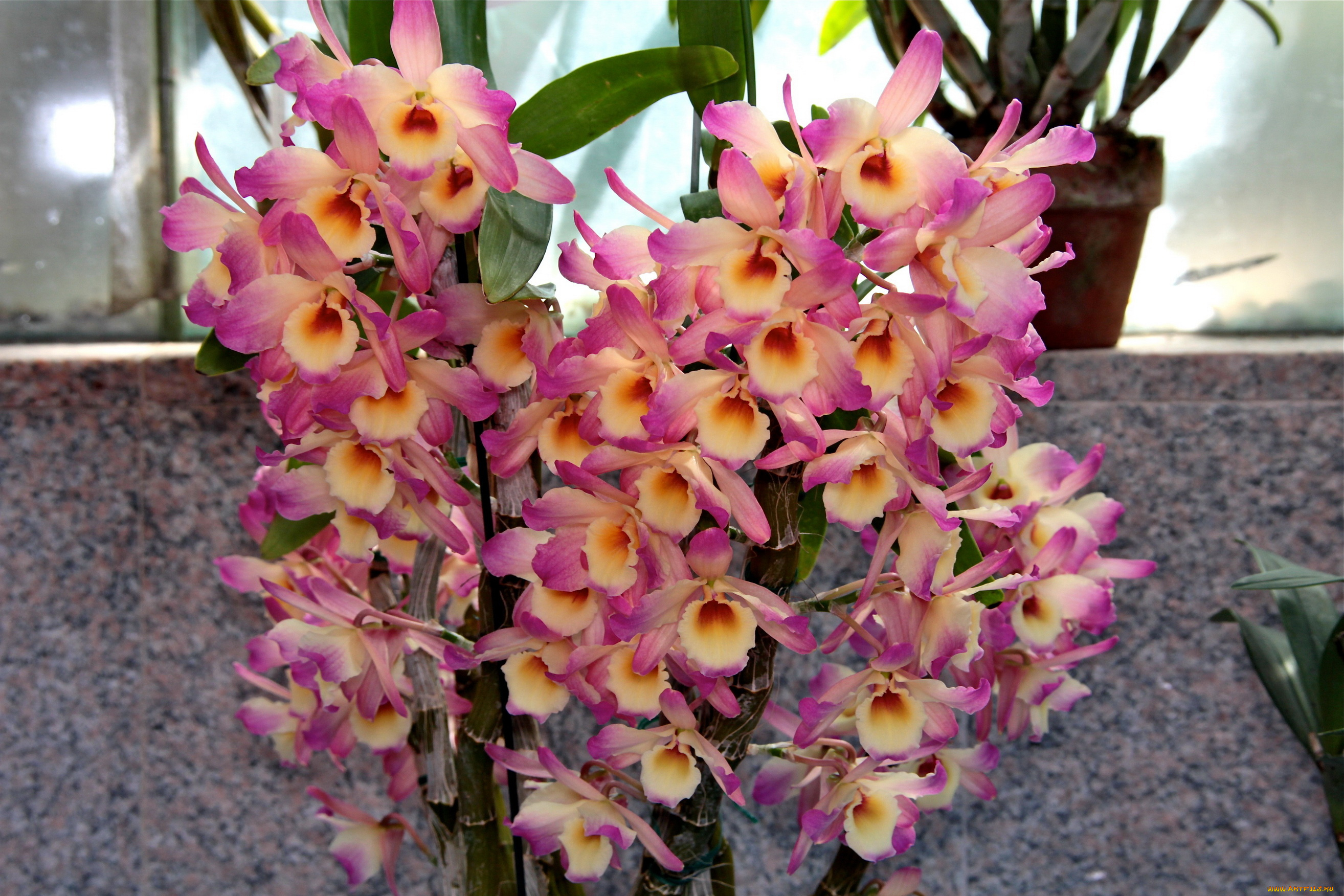 цветы, орхидеи