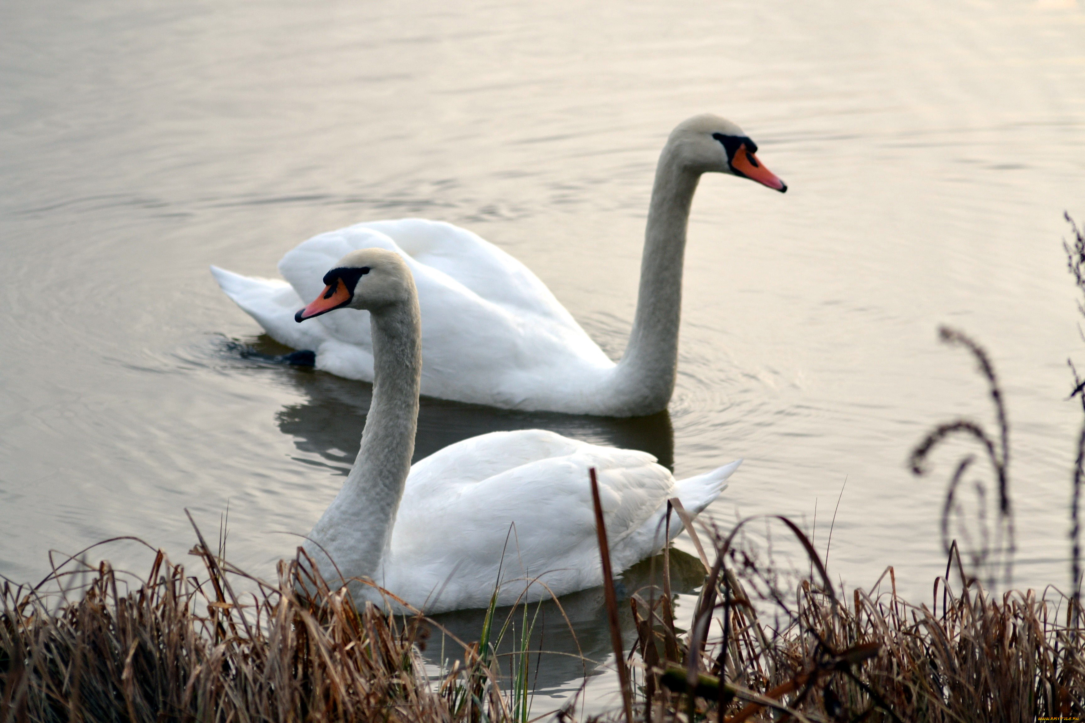 животные, лебеди, пруд, пара