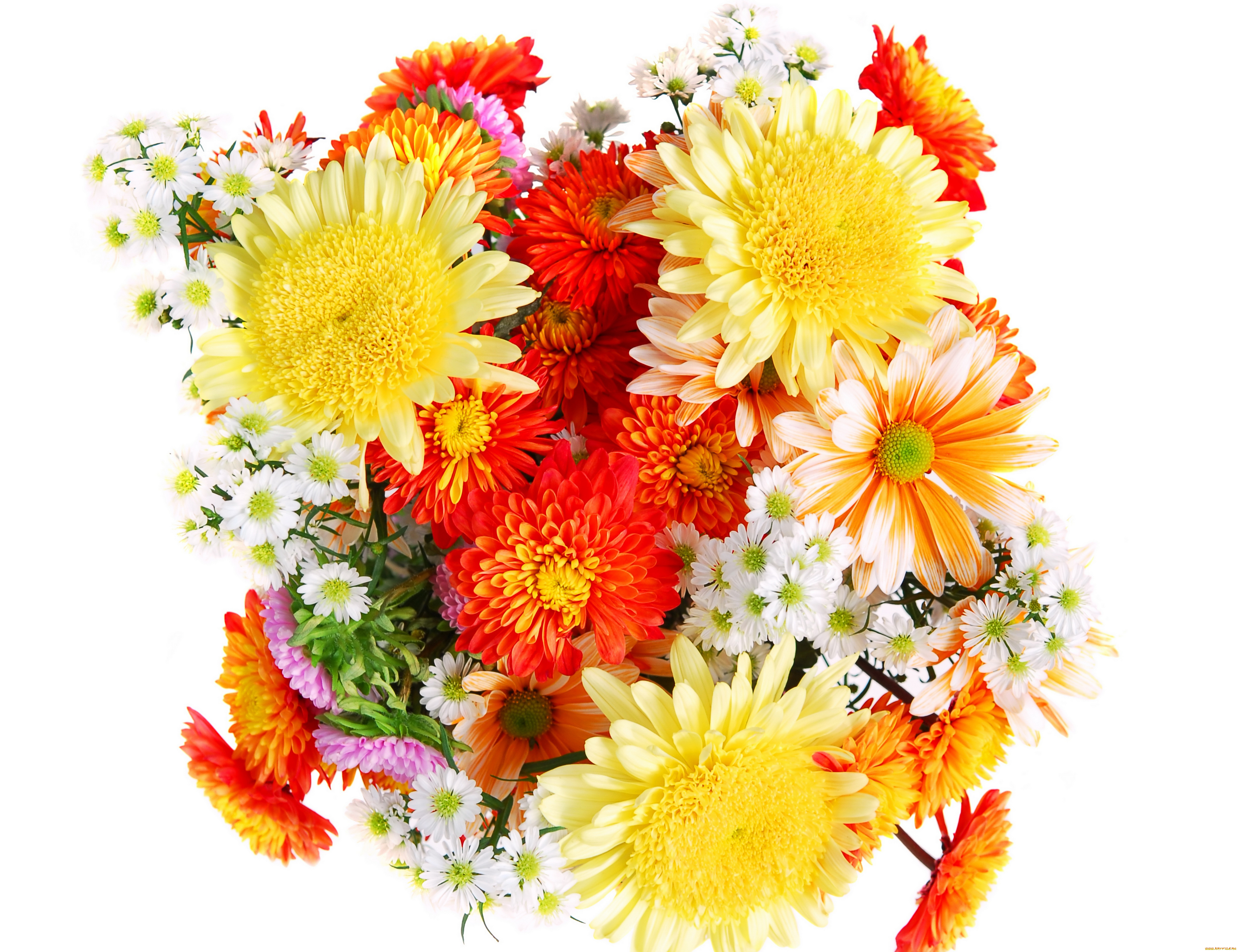 цветы, хризантемы, астры