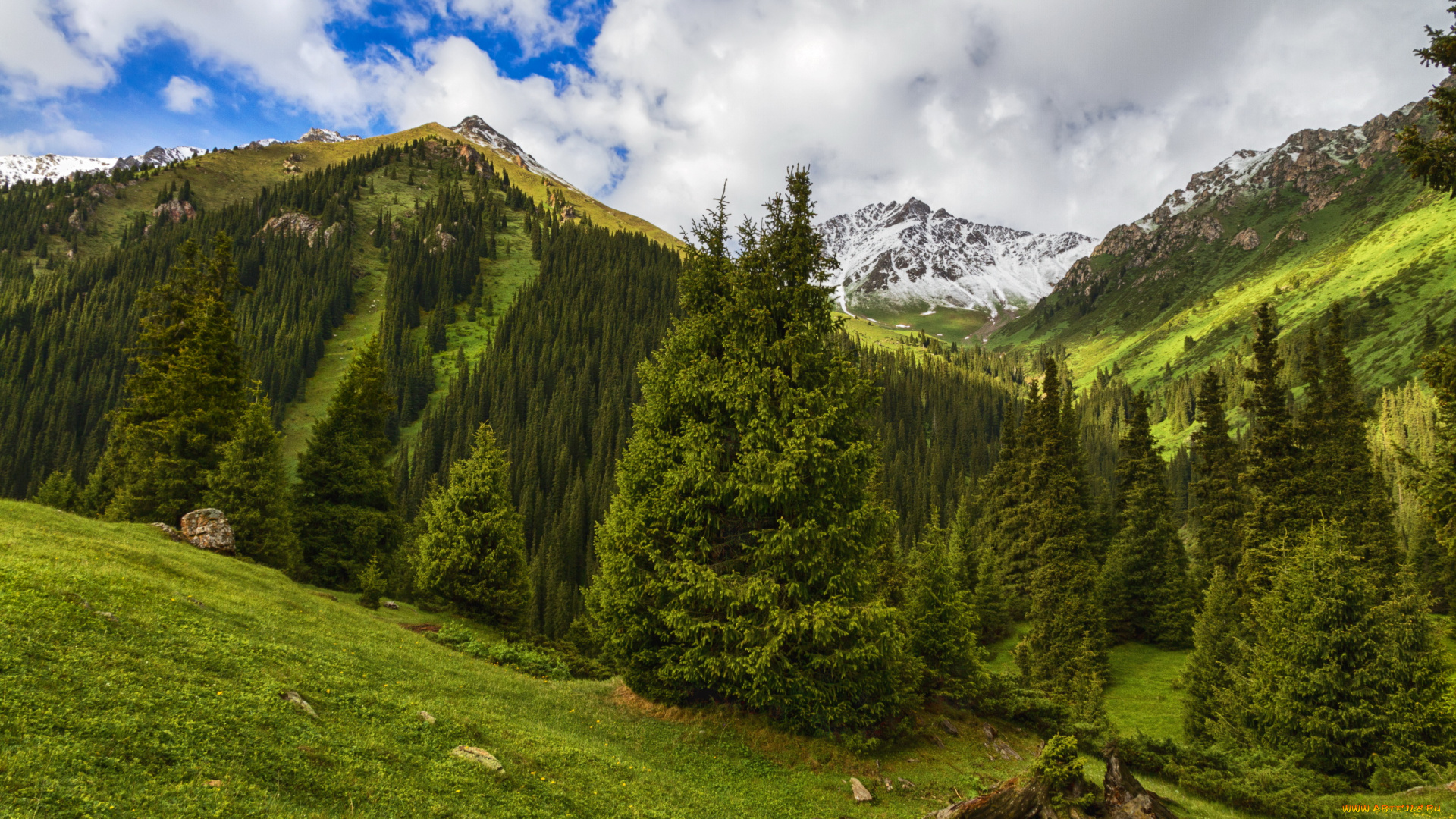 кыргыстан, ущелье, алтын-арашан, природа, горы, алтын-арашан, ущелье, кыргыстан, пейзаж, лес, ели