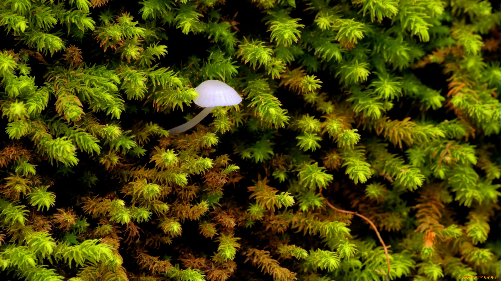 природа, грибы, макро, гриб, мох