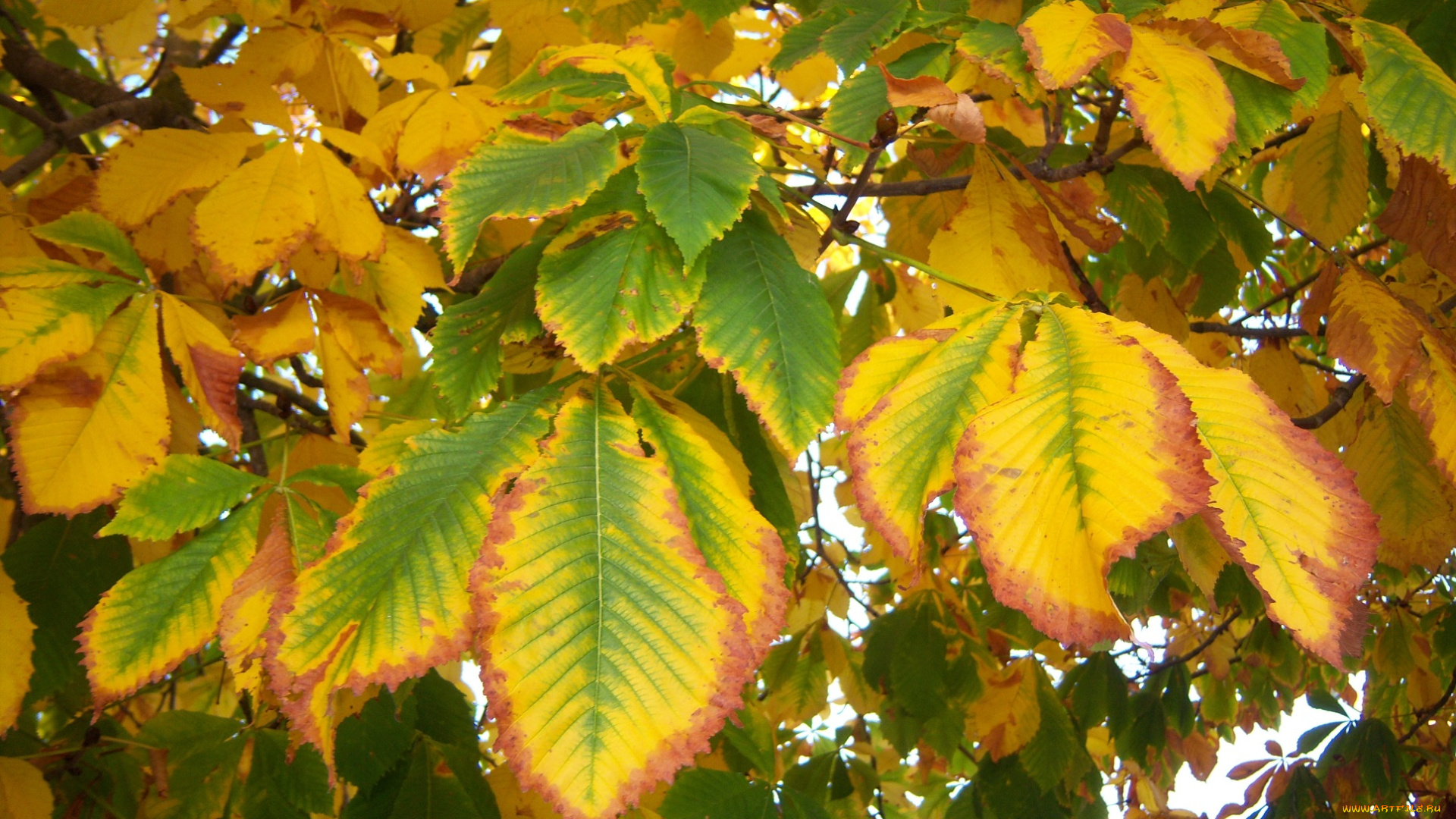 природа, листья, осень, каштан