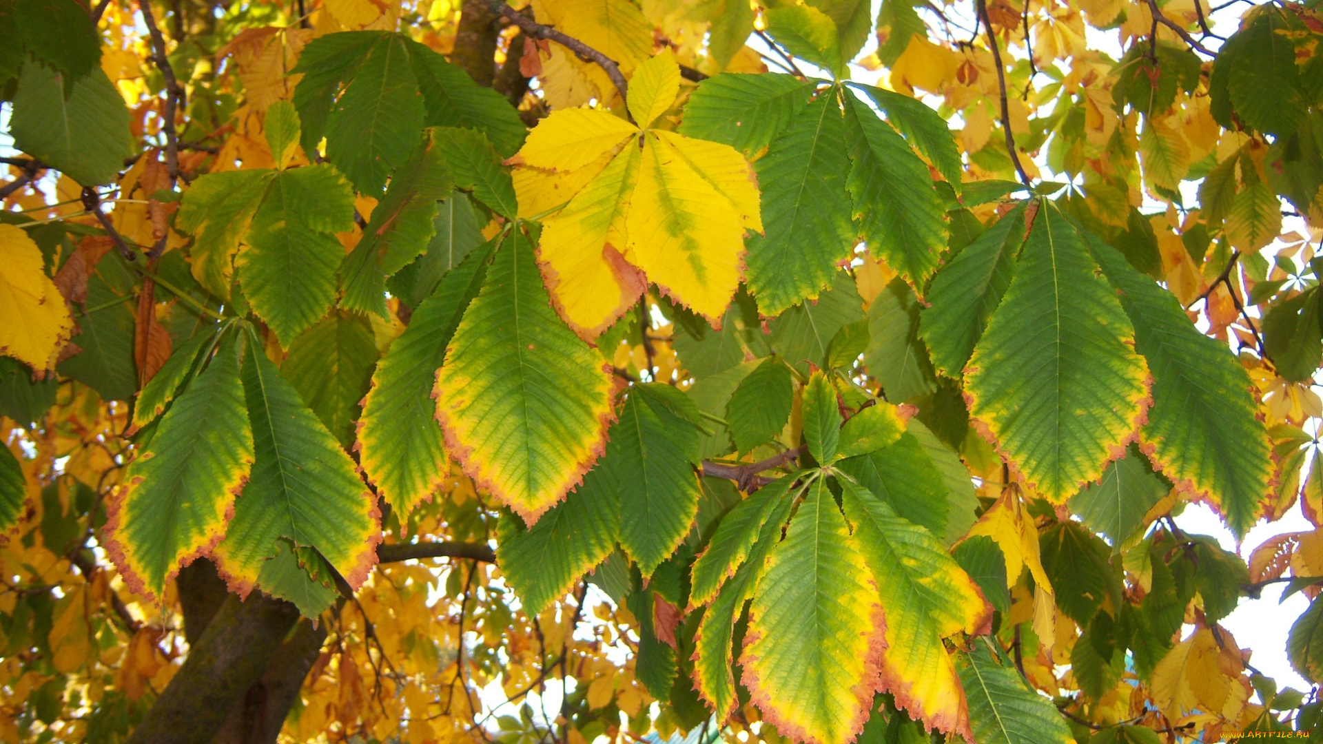 природа, листья, зеленые, осень, каштан