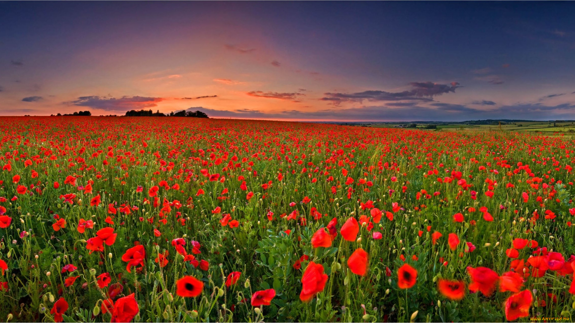 природа, луга, поле, закат, пейзаж, цветы