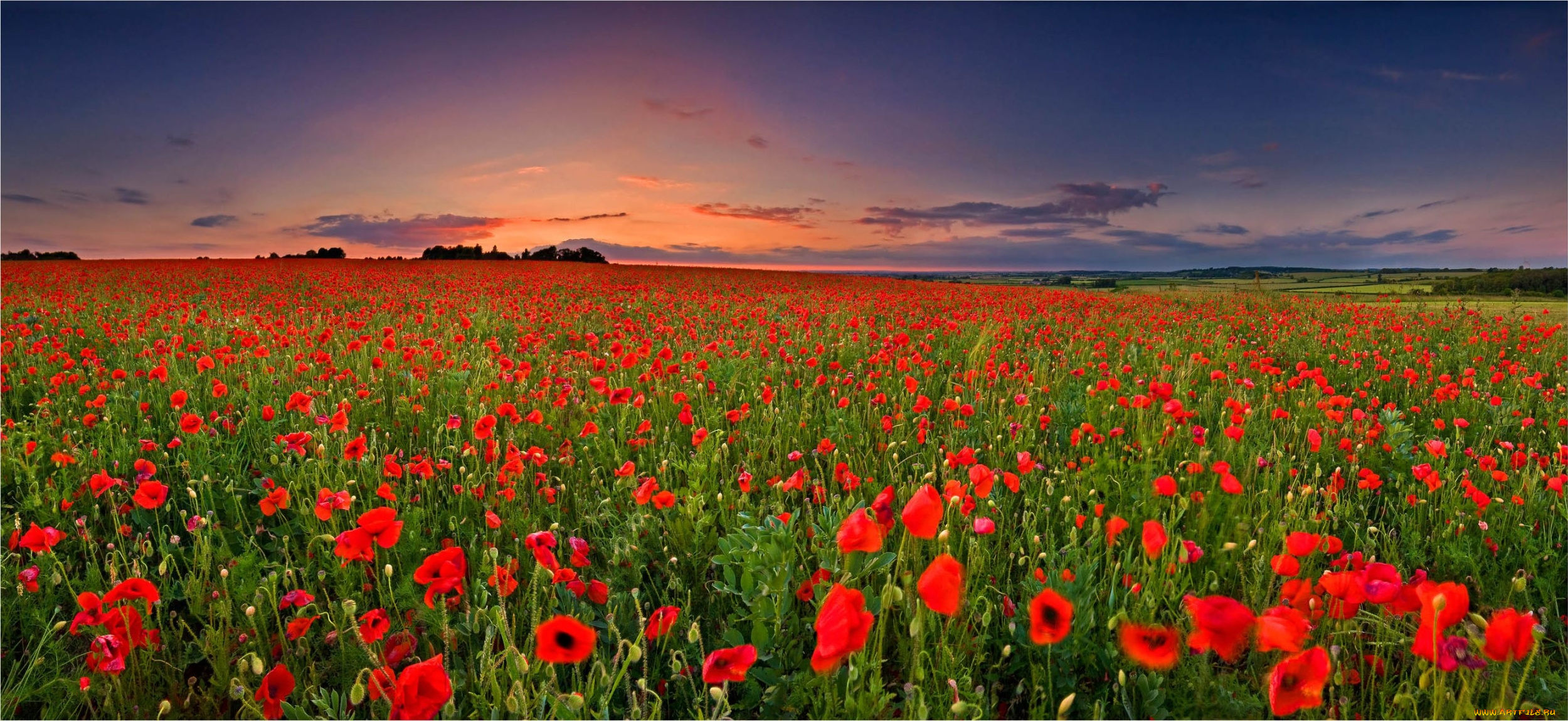 природа, луга, поле, закат, пейзаж, цветы