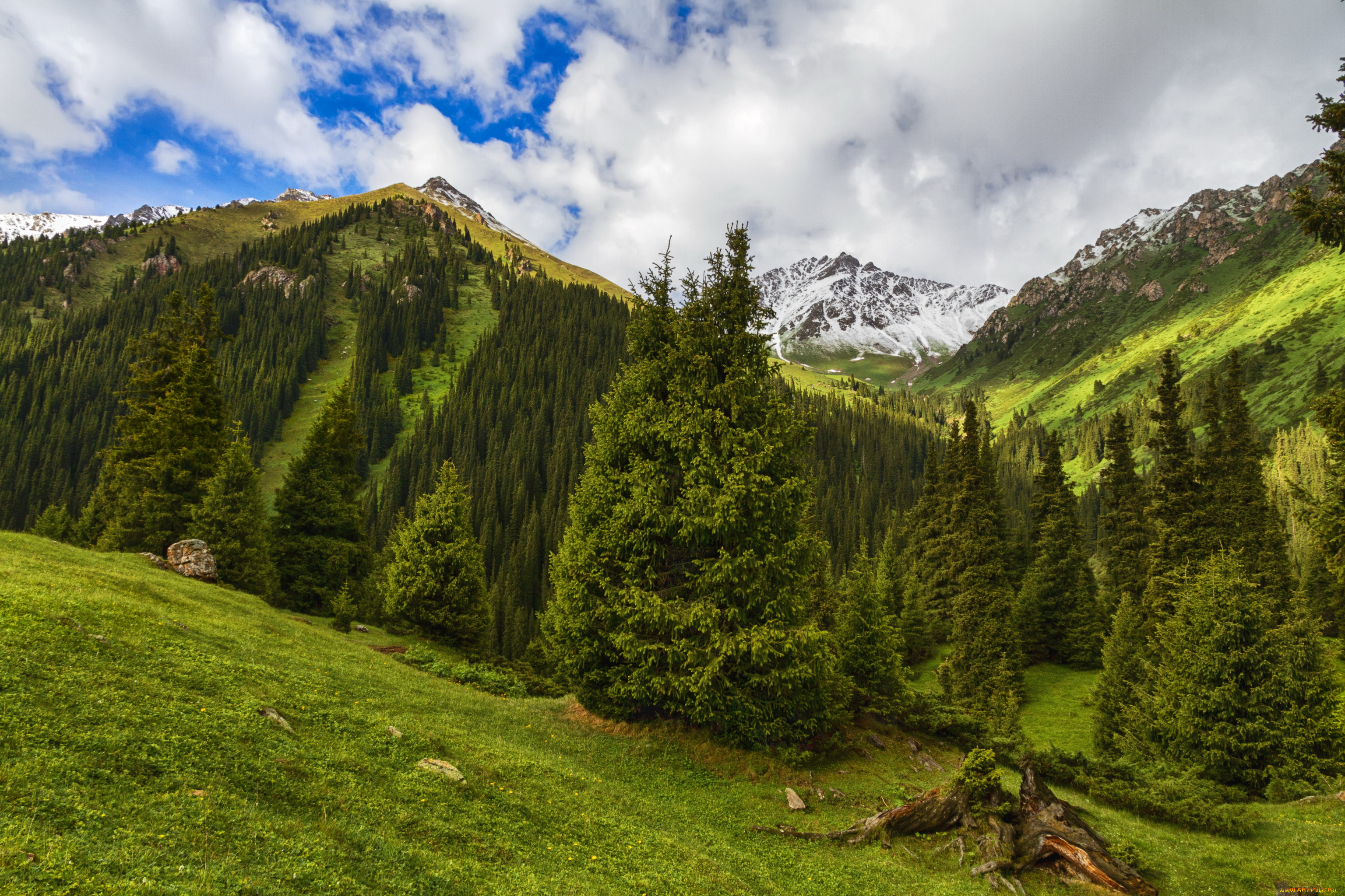 кыргыстан, ущелье, алтын-арашан, природа, горы, алтын-арашан, ущелье, кыргыстан, пейзаж, лес, ели