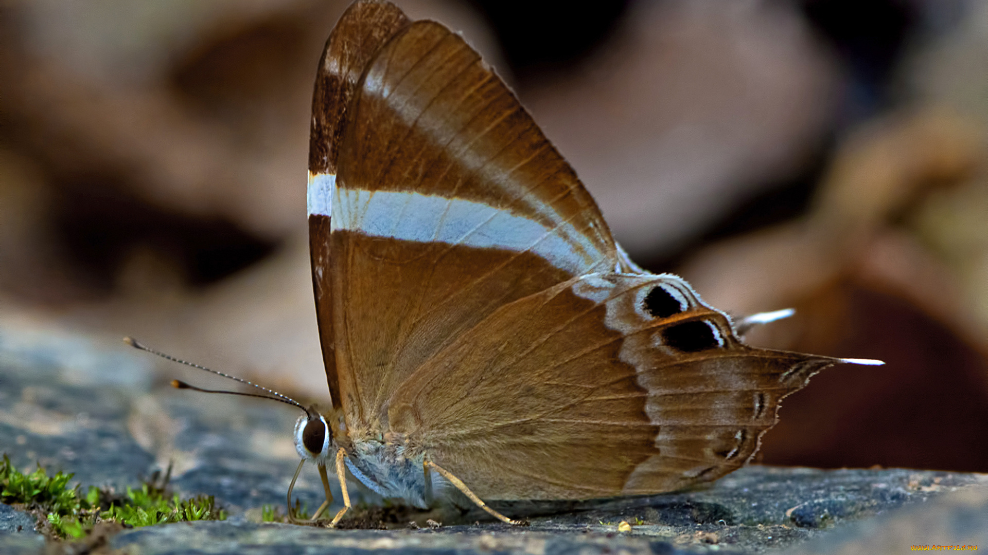 abisara, neophron, -, tailed, judy, животные, бабочки, , мотыльки, , моли, бабочка