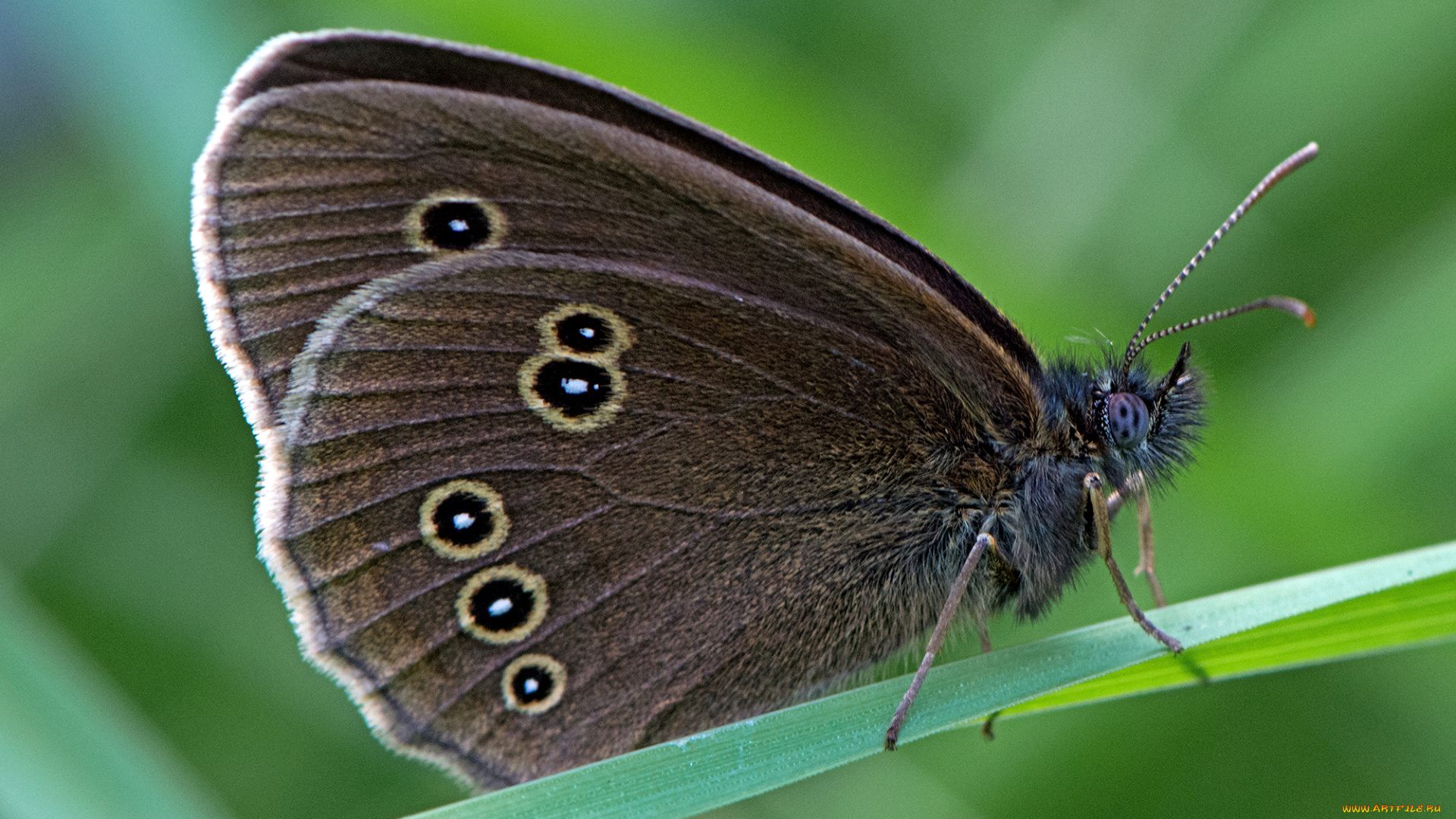 aphantopus, hyperantus, -, the, ringlet, животные, бабочки, , мотыльки, , моли, бабочка